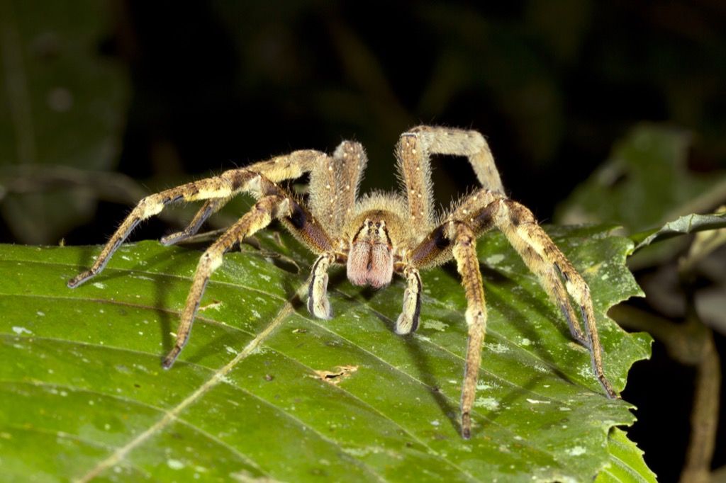 Braziliaanse zwervende spin