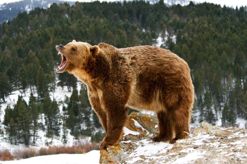 grizli medved