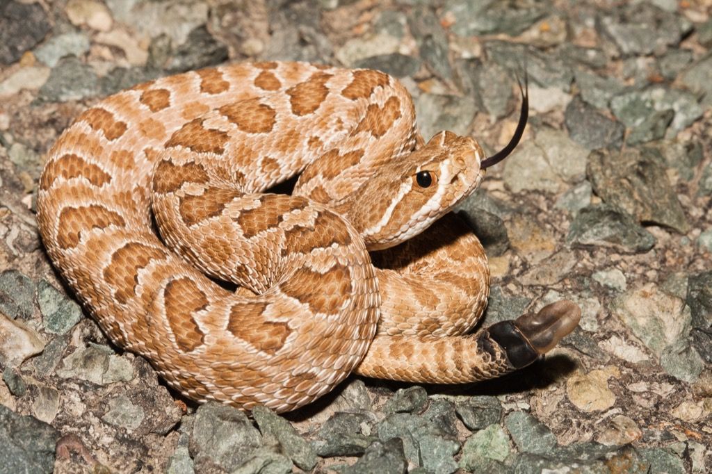 پریری rattlesnake