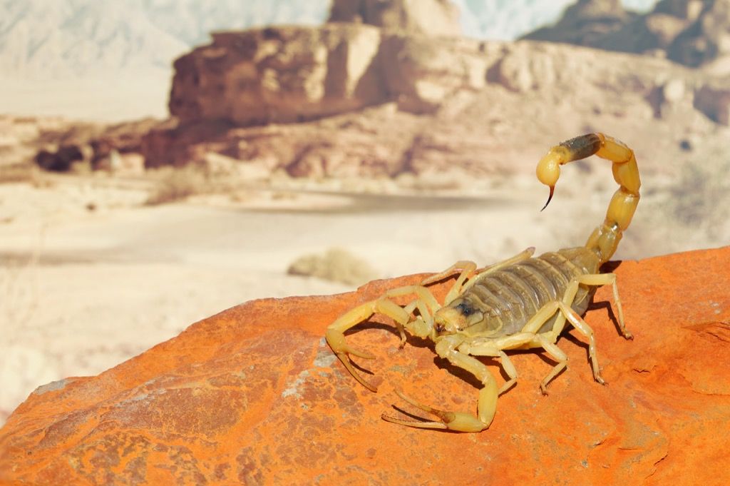 deathstalker skorpion