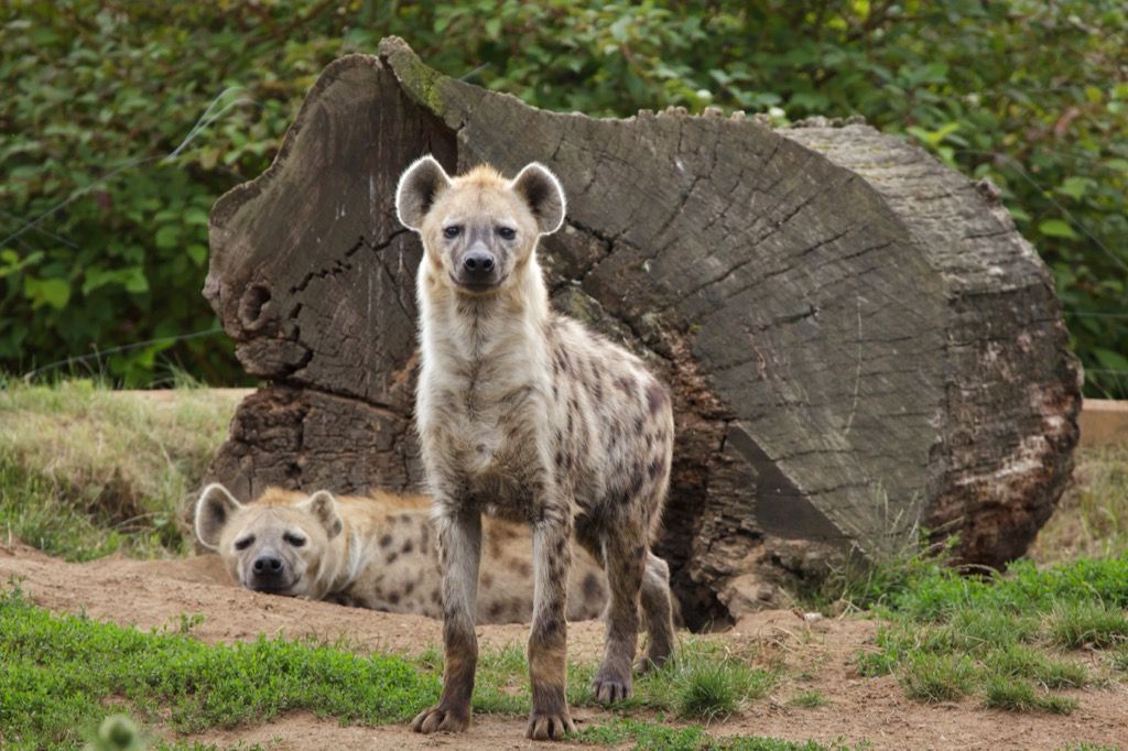 hyeny škvrnité