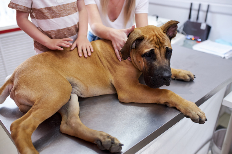   Un gran gos Mastí anglès estirat a la taula del veterinari amb els seus amos darrere d'ell.