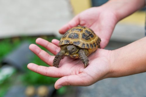   Pequeña tortuga en manos de mujer