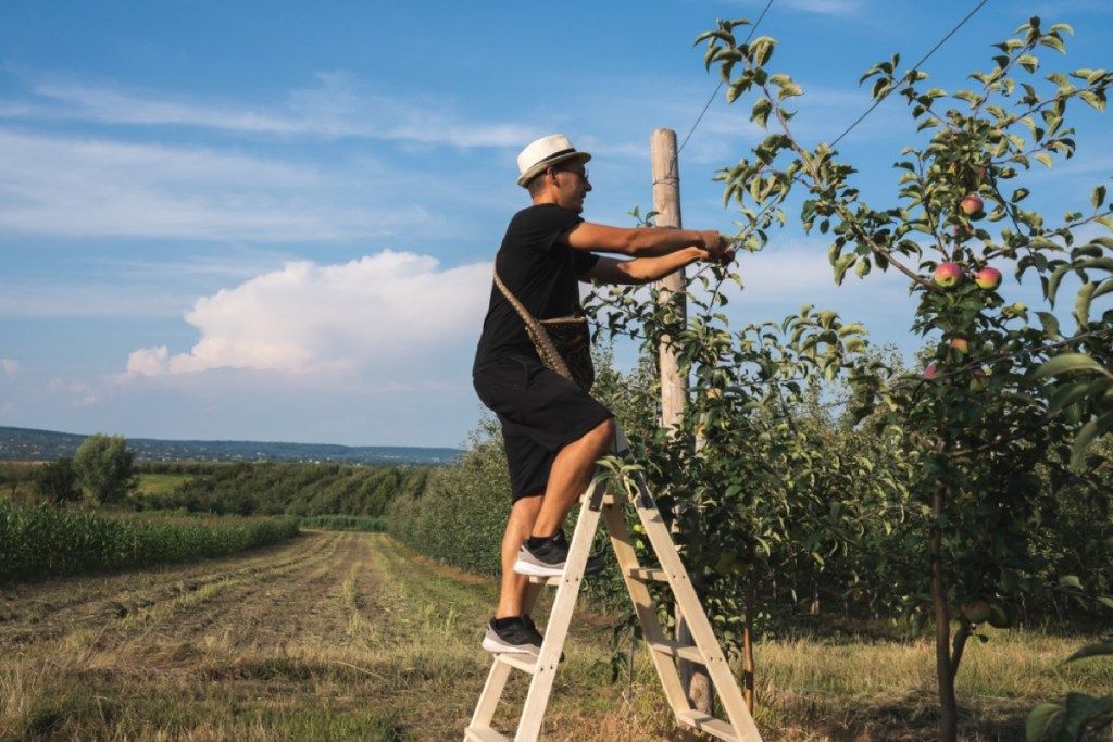 mladi bel moški na lestvi, ki jablane veže na žično ograjo