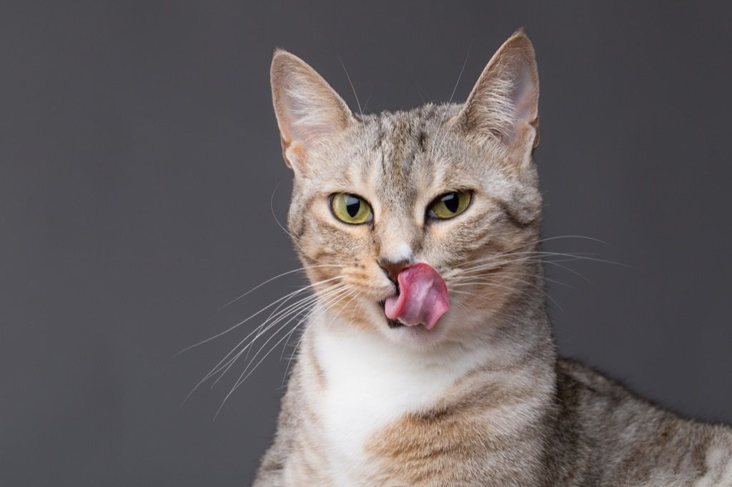 Katt som slickar munnen