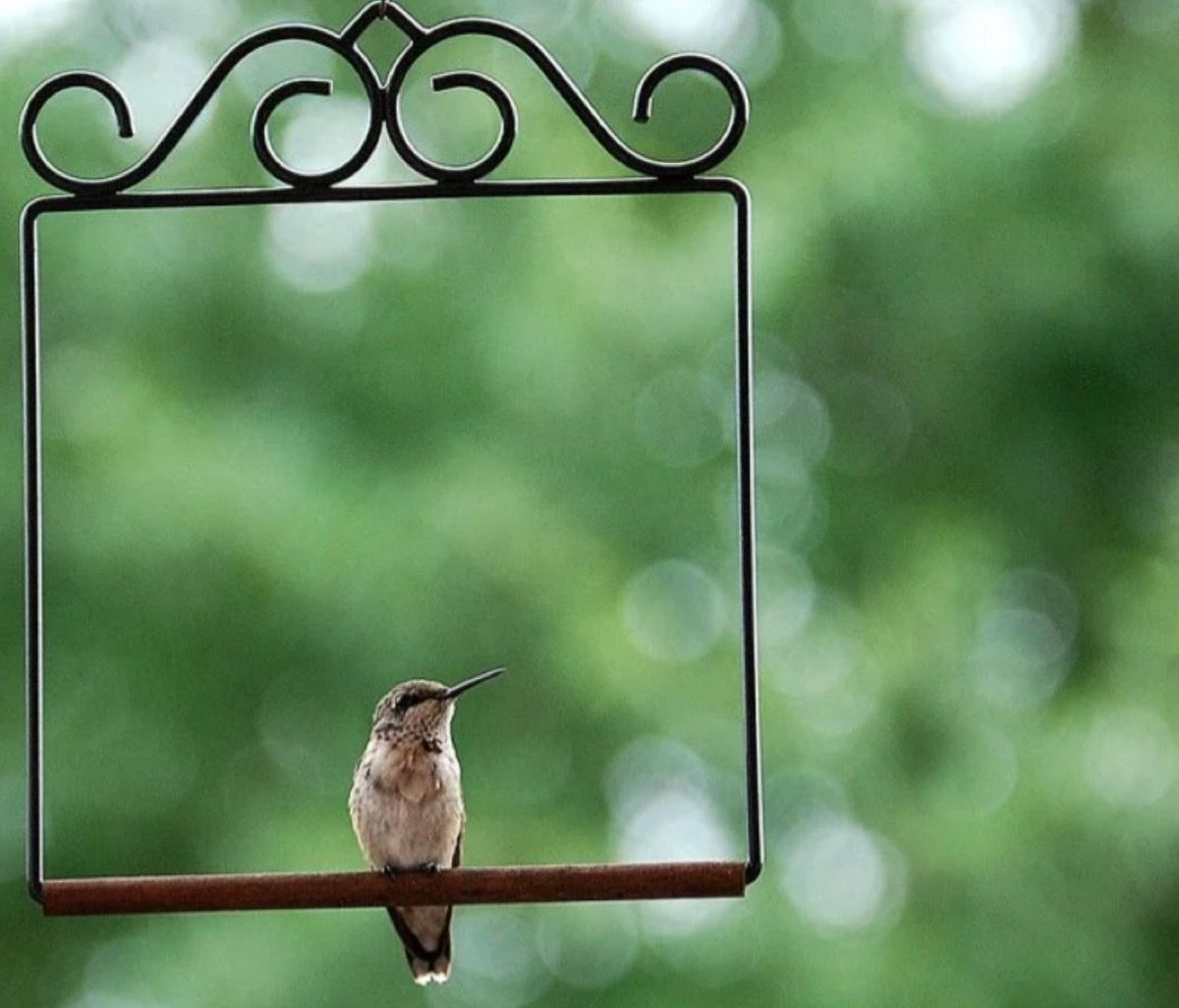 colibrí posado en un columpio