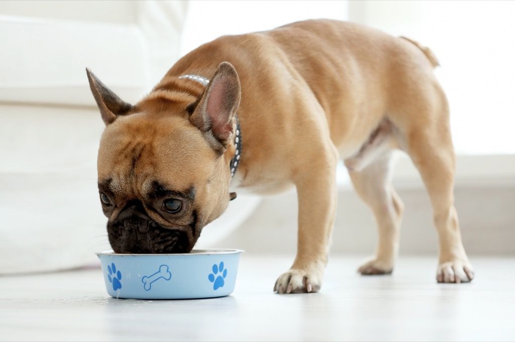 Куче яде храна от купа, неща, които не трябва
