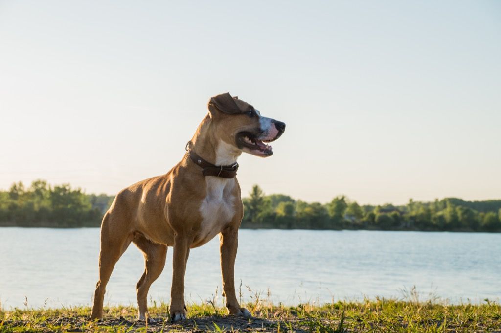 anjing berdiri di tepi sungai