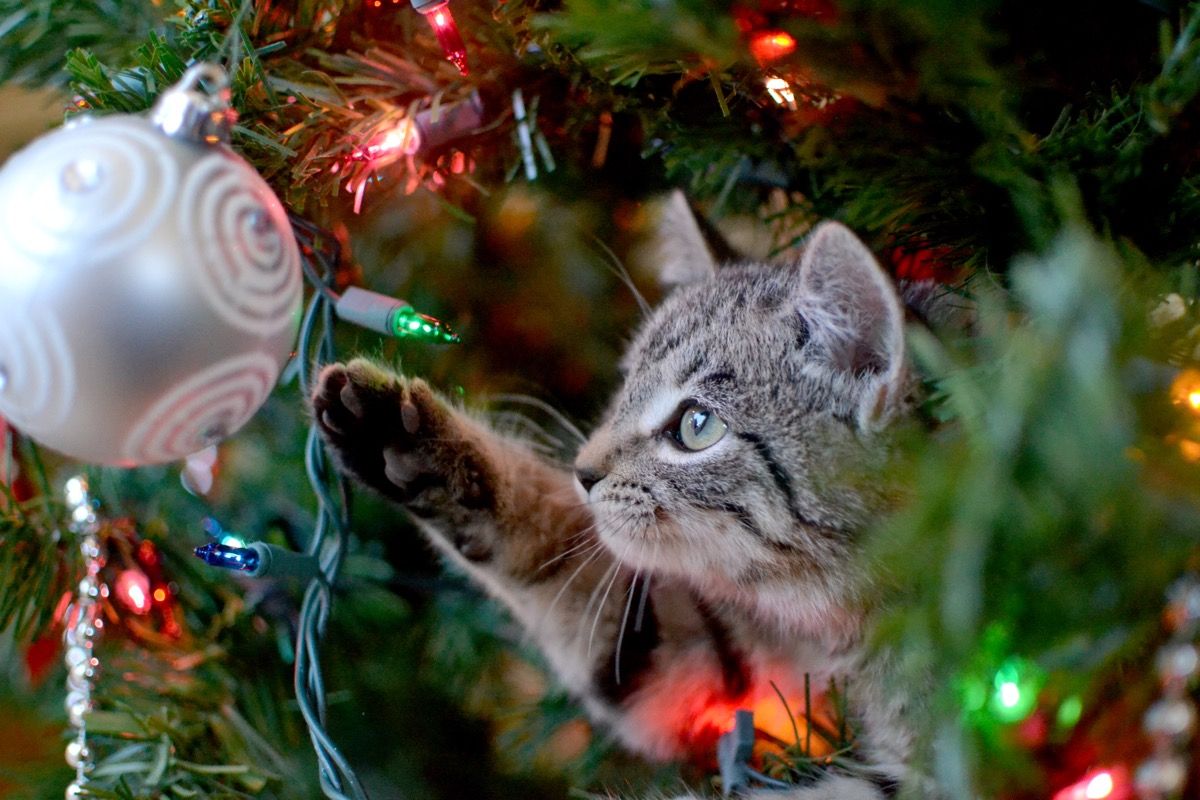 Loomaarst selgitab, miks kassid vihkavad jõulupuid