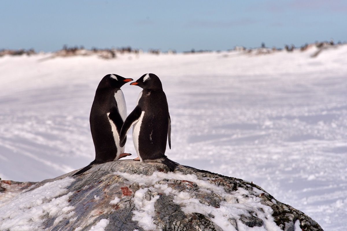 Снимка на пингвини се държат за ръце на скала с изглед към снега