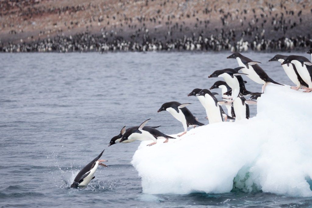adelie pingvini, ki skačejo z ledene gore na fotografijah divjih pingvinov na Antarktiki
