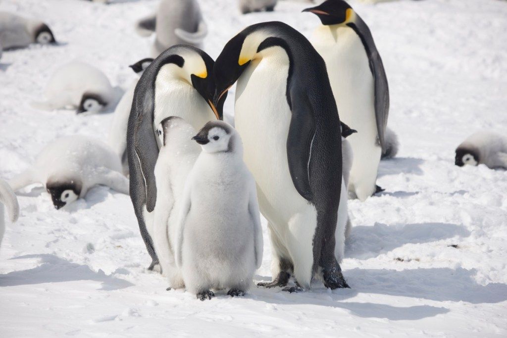 Ibu bapa penguin maharaja dan gambar ayam penguin liar mereka