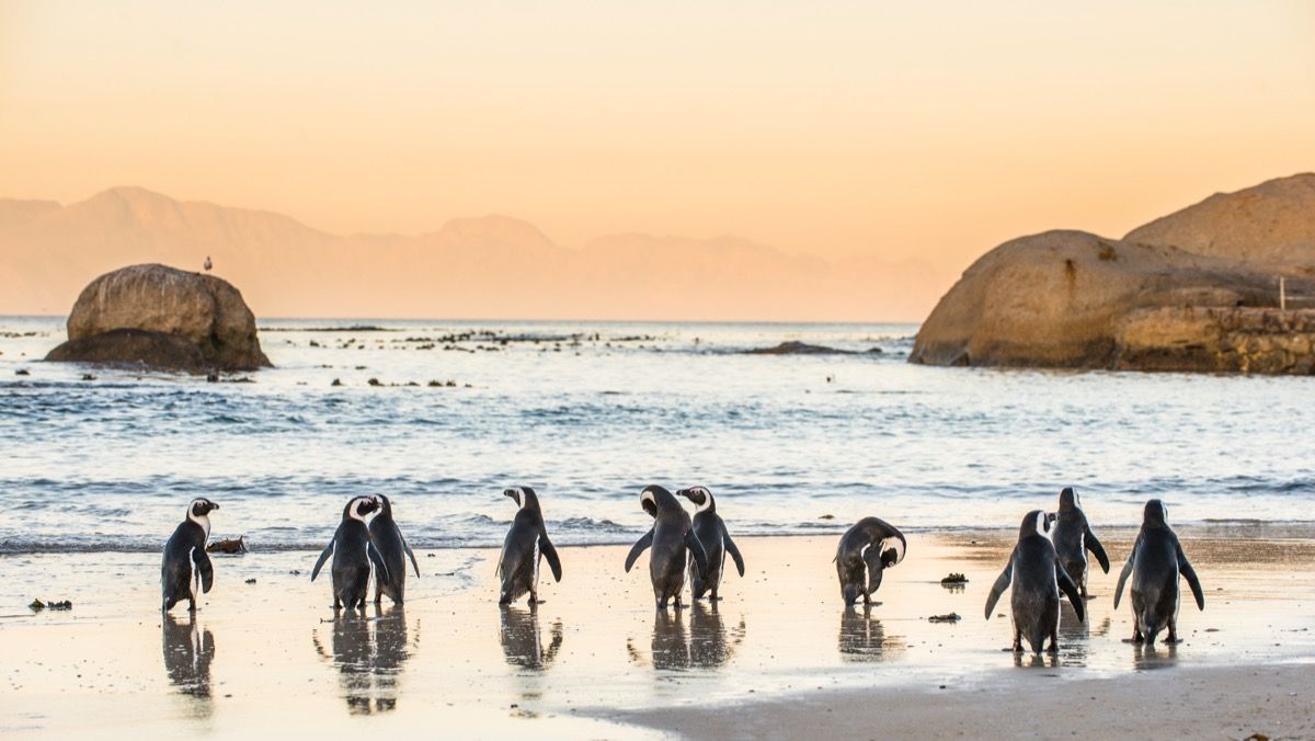 Foto penguin berkeliaran di pantai dengan batu di lautan di belakangnya