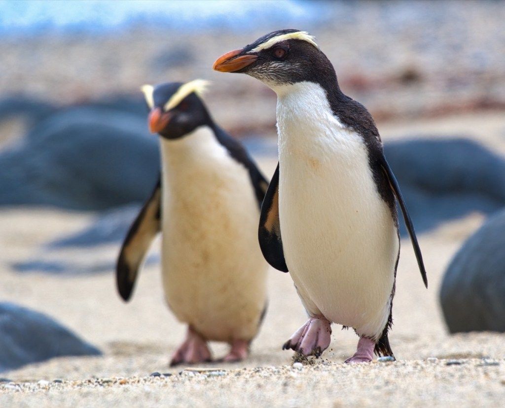 Фьордлендские хохлатые пингвины фотографии диких пингвинов