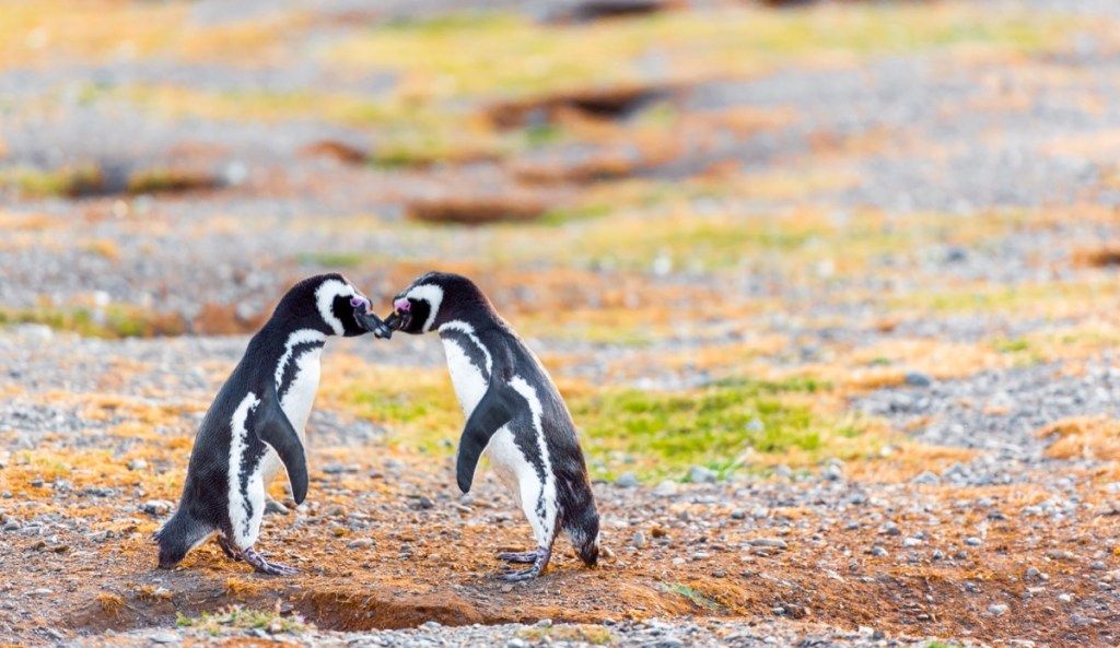 Penguin magellan dalam foto penguin liar di Chili