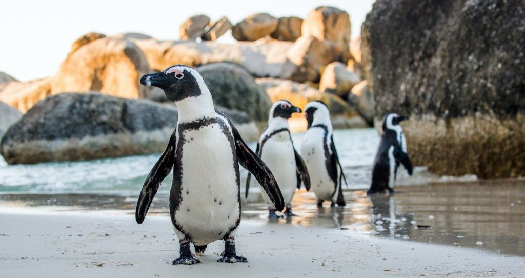 divoké africké tučňáky fotografie divokých tučňáků