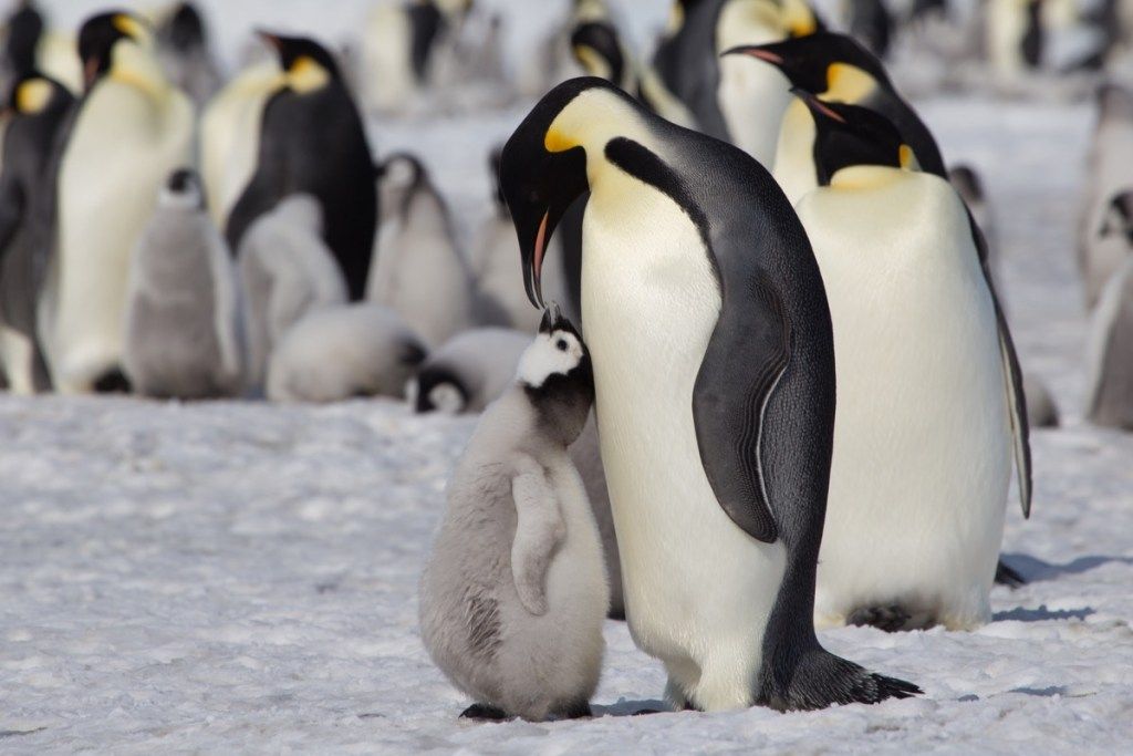 Keiserpingvin som fôrer sine kyllingbilder av ville pingviner