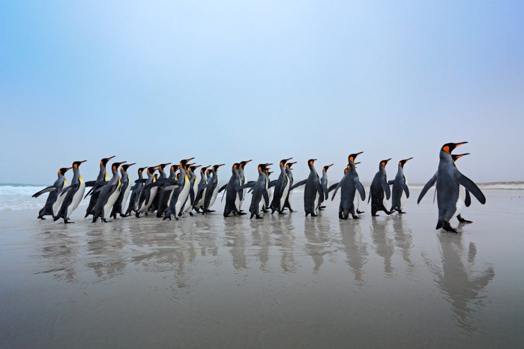 Gruppe af kongepingviner fotos af vilde pingviner