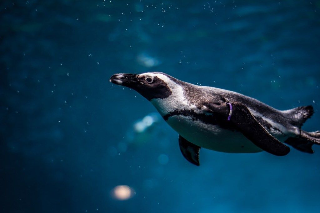 penguin afrika foto berenang penguin liar