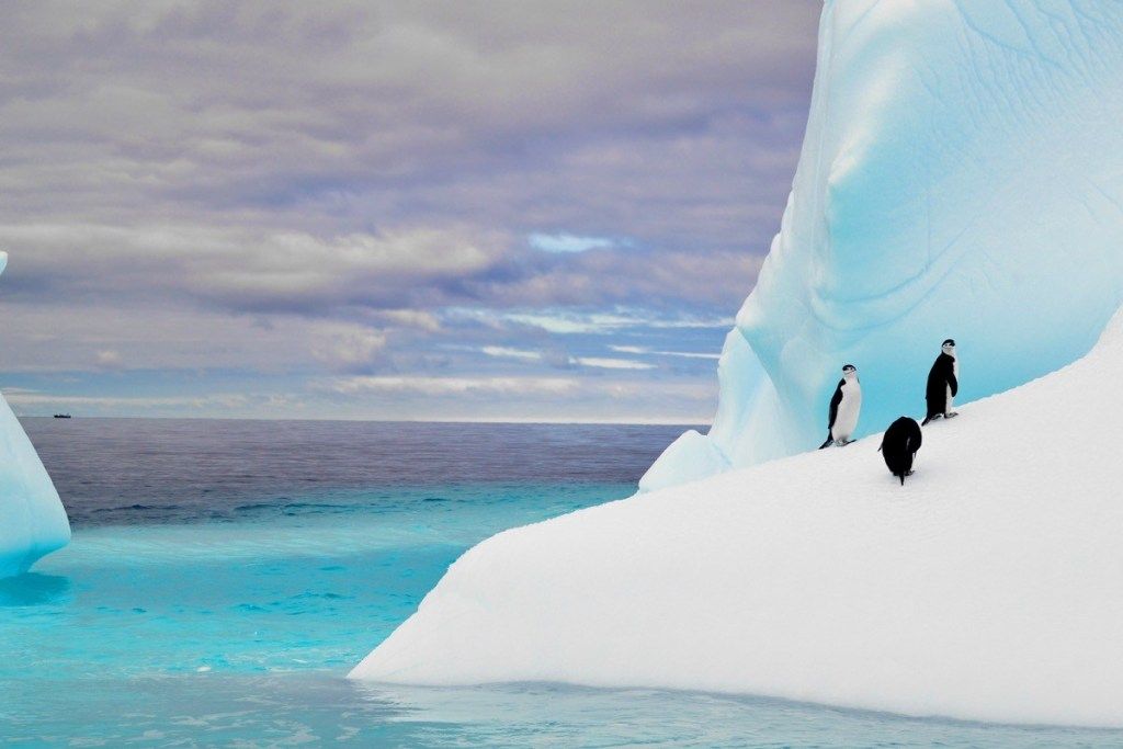野生のペンギンの南極の写真の氷山のペンギン