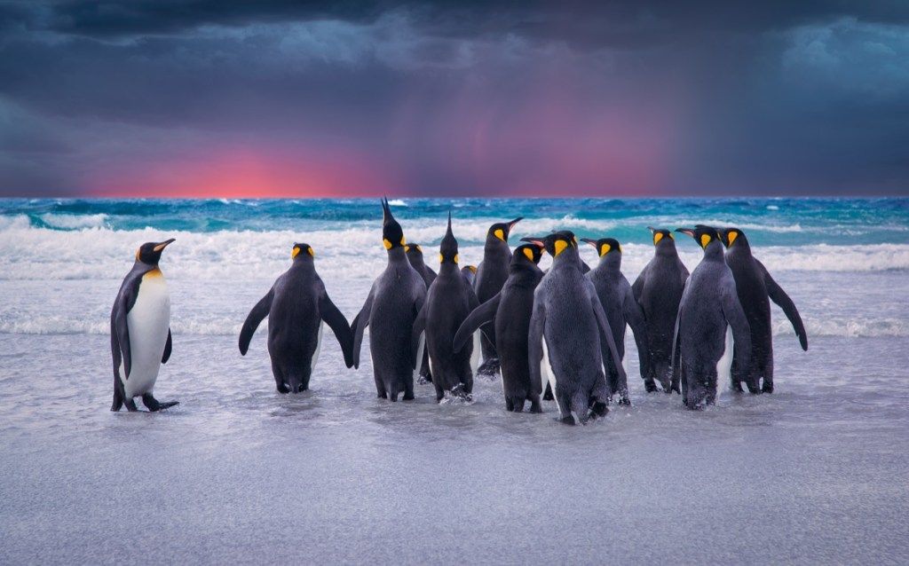Fotos de pinguins-rei nas ilhas falkland de pinguins selvagens