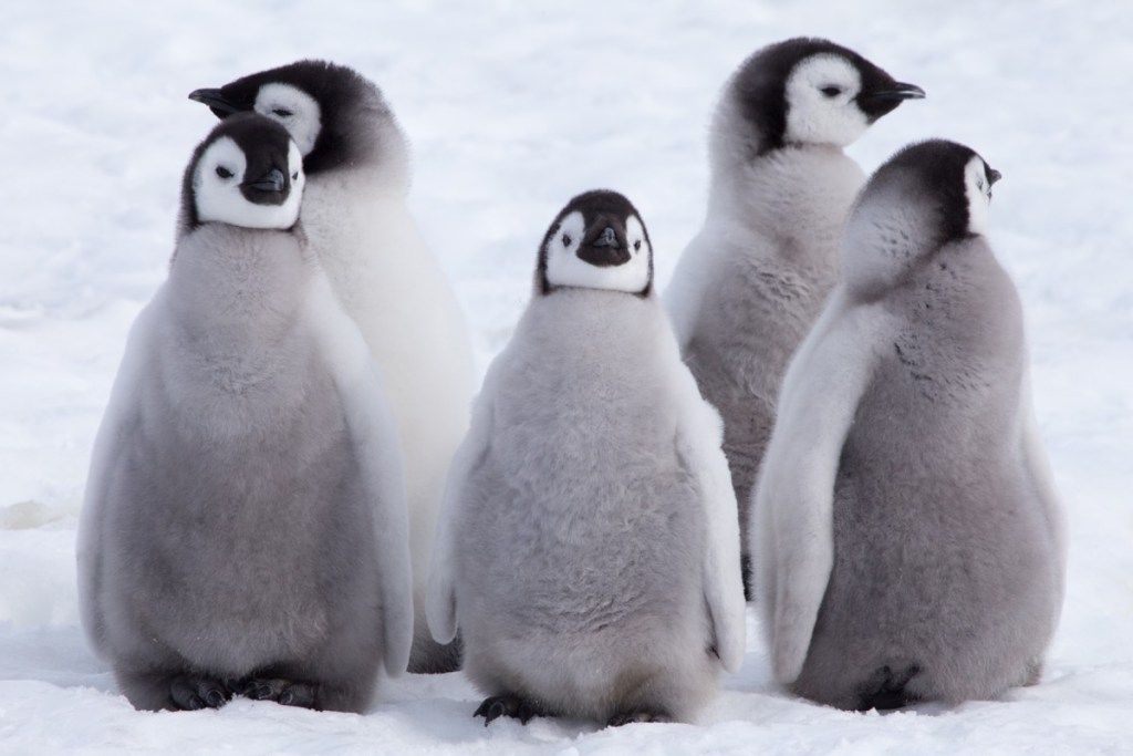 Gruppe von Kaiserpinguinküken Fotos von wilden Pinguinen