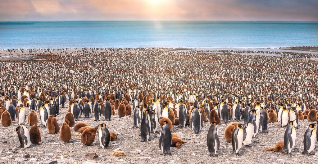 царски пингвини св. Андрю