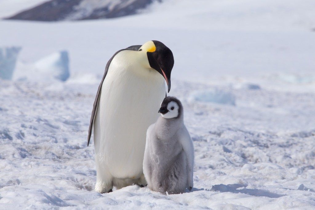 Kejserpingvin med babychick-fotos af vilde pingviner