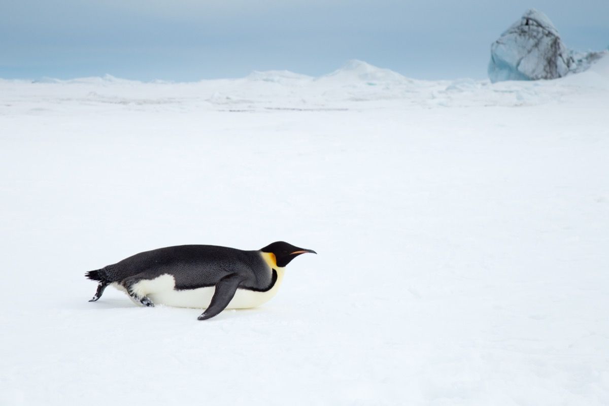 Foto av pingvinen som glir på magen på snøen