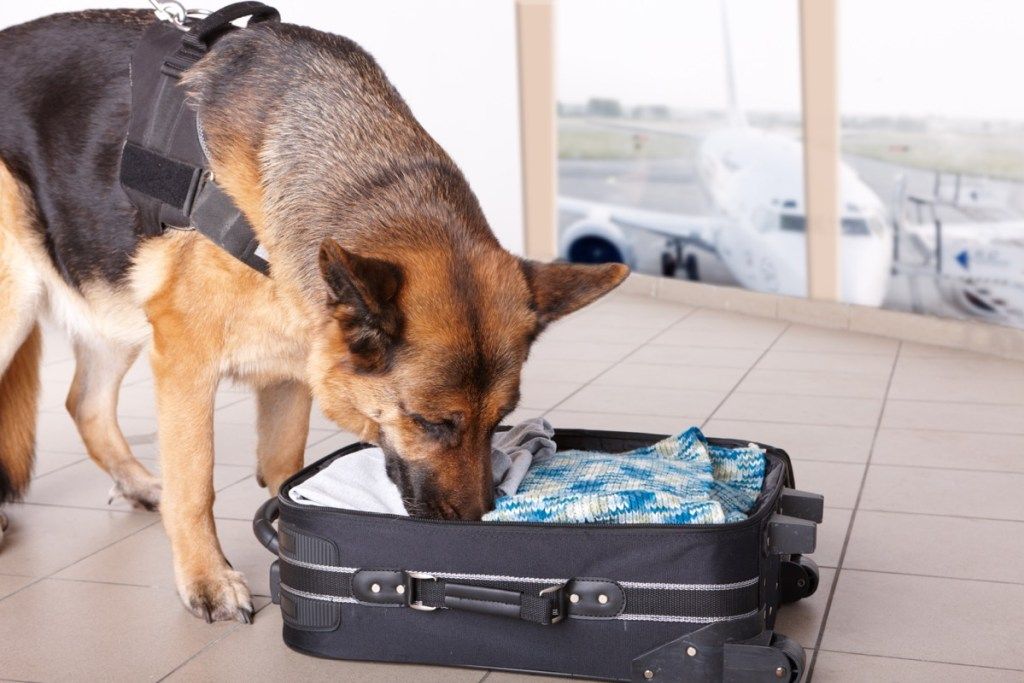 Cachorro da polícia cheirando uma mala Segredos do policial