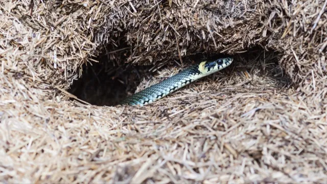Cum să descoperiți găurile de șarpe în curtea dvs. și ce să faceți dacă le găsiți