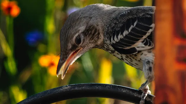 Desítky ptáků se přejmenovávají kvůli „urážlivým konotacím“