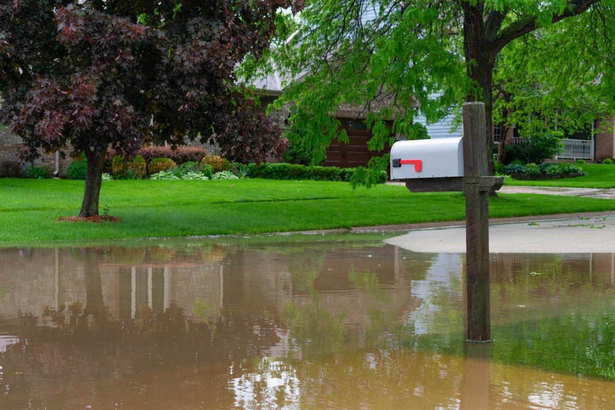наводнена поляна с дървета и бяла пощенска кутия