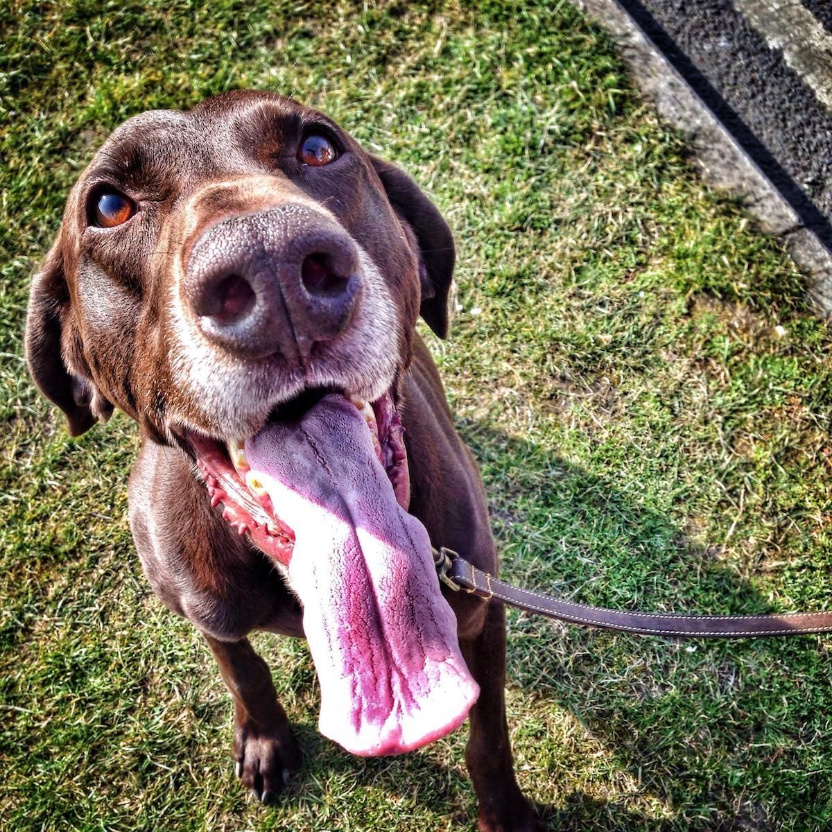 lykkelig hund med stor tunge klar for en tur