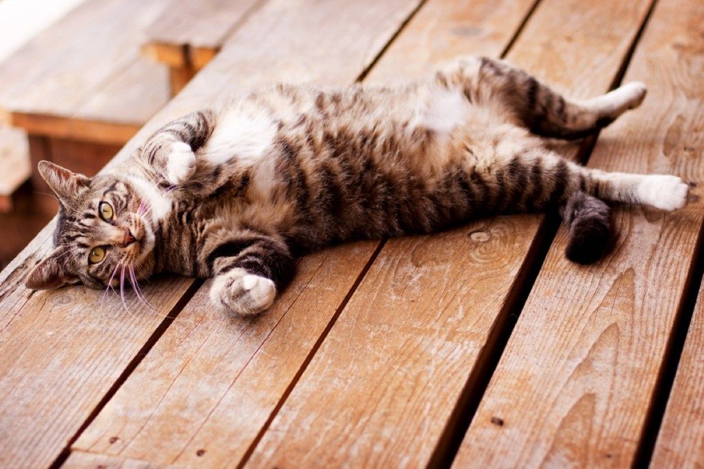 17 asja, mida teete, mida teie kass tegelikult vihkab, ütlevad eksperdid