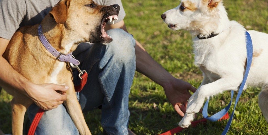 17 dalykų, kuriuos darote, kad jūsų šuo iš tikrųjų nekenčia, sako ekspertai