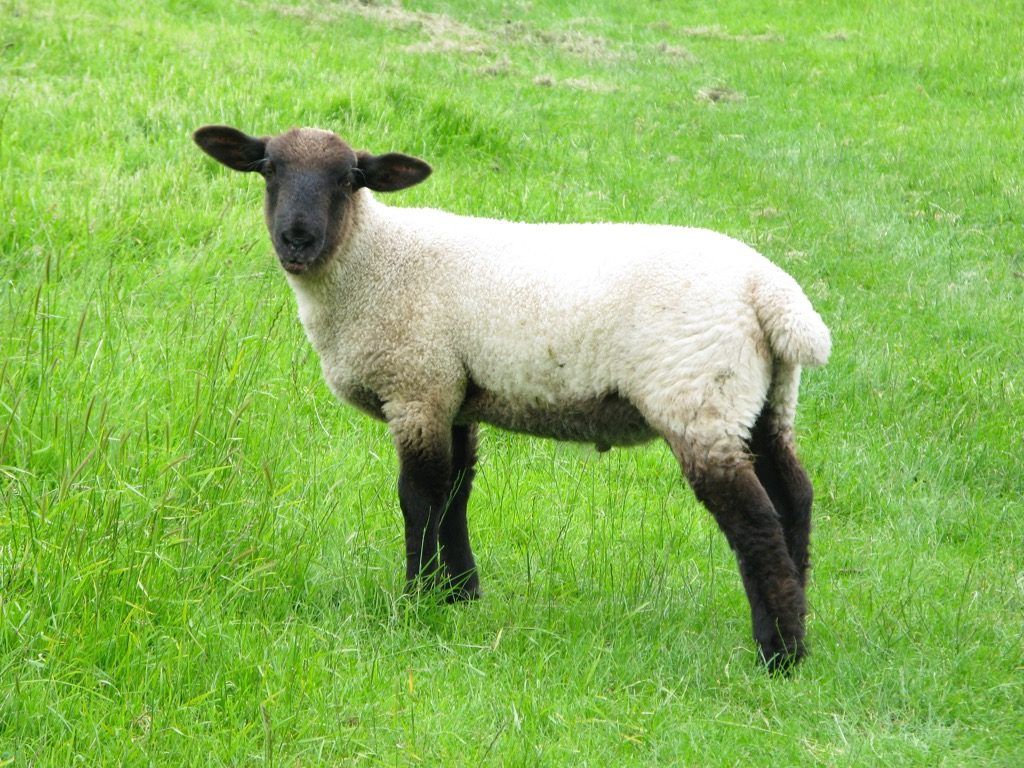 mary lamb история животно - исторически факти