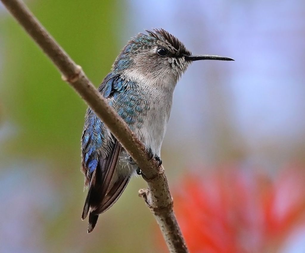 Neverjetna dejstva o kubanski čebelji kolibri - zgodovinska dejstva