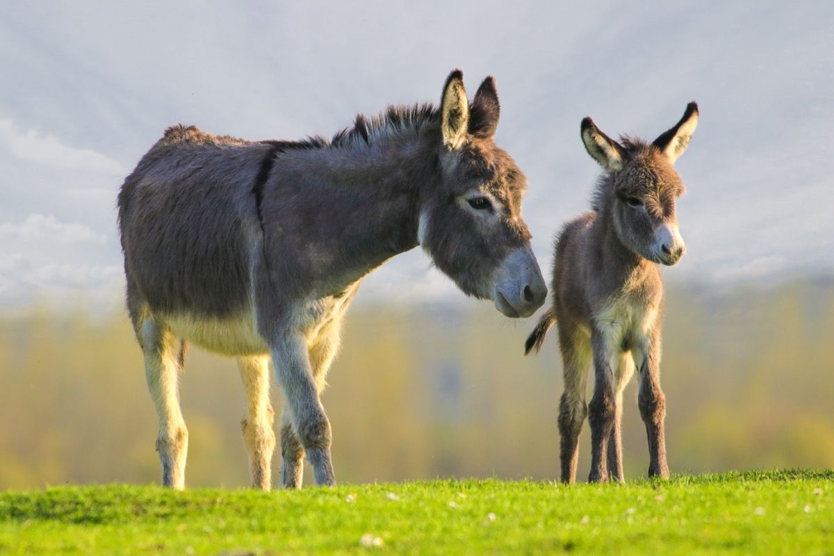 Dva magarca u polju
