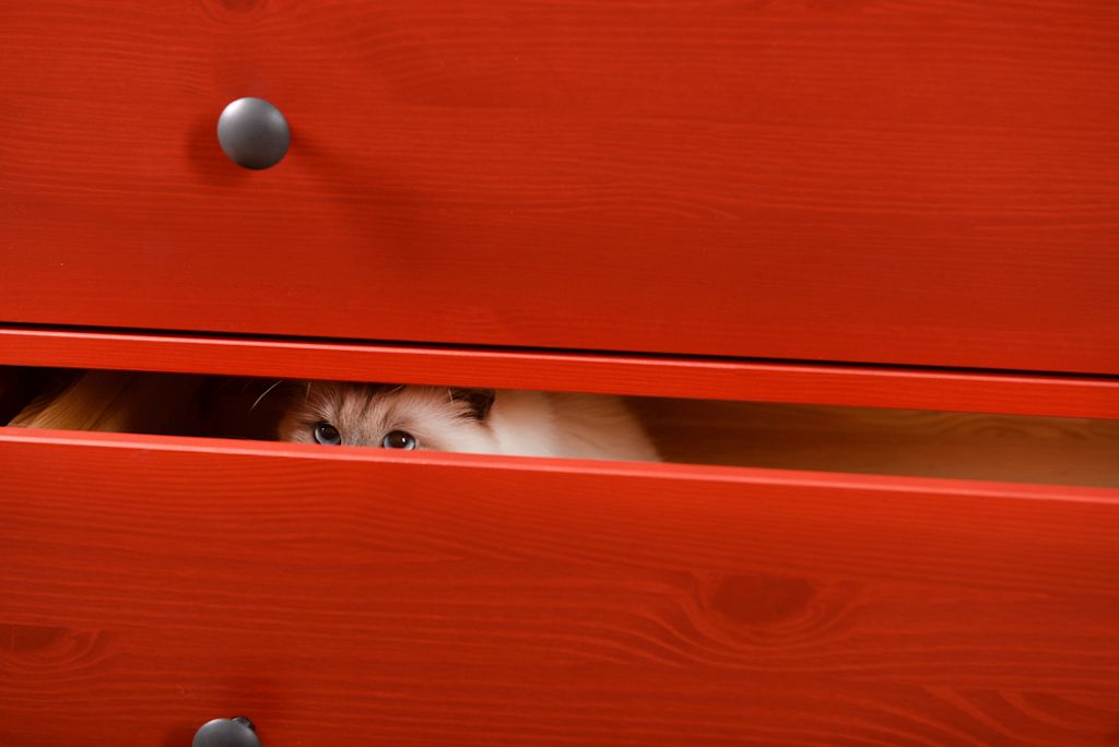 Štai kodėl jūsų katė slepiasi tokiose keistose vietose