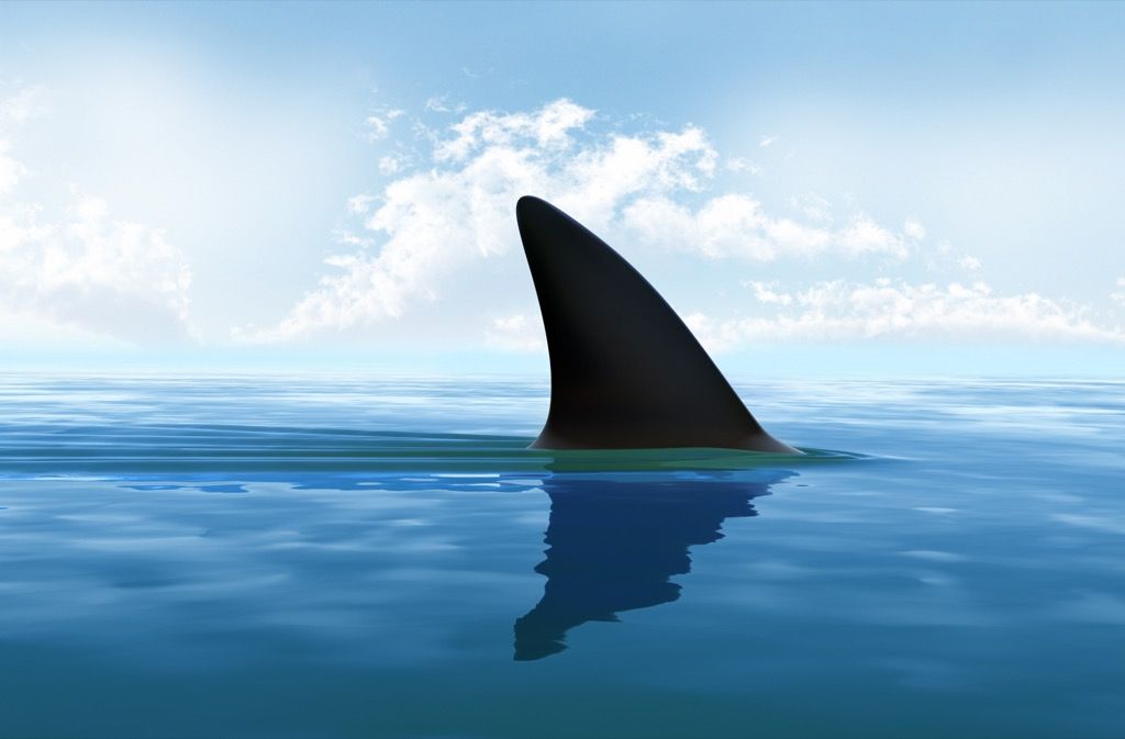 köpekbalığı yüzgeci