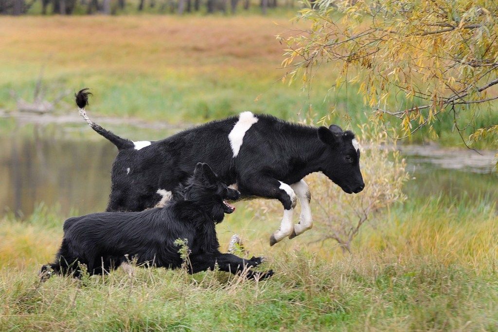 krava, ki teče ob psu, fotografije krav