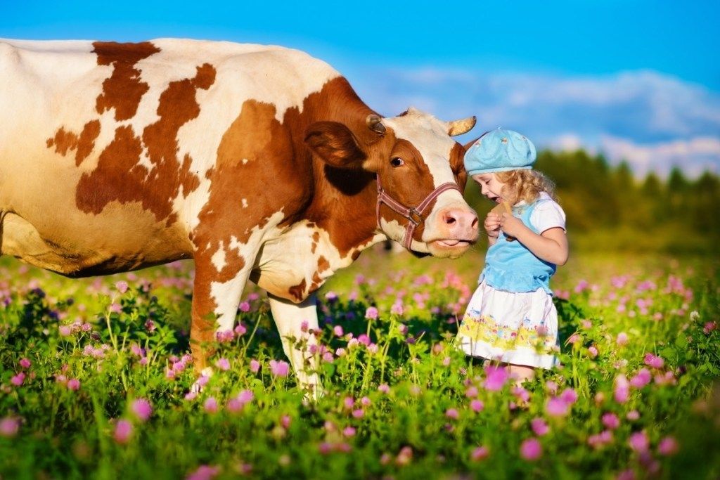 vaca amb nen, fotos de vaca