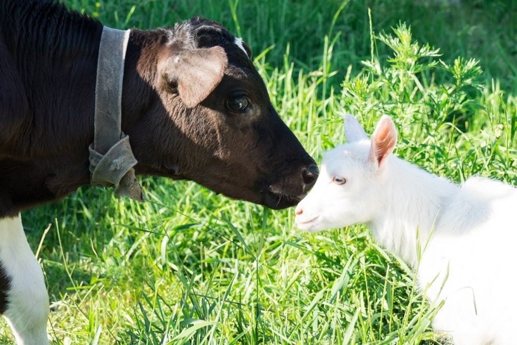 karvė bučiuoja avis, karvių nuotraukos