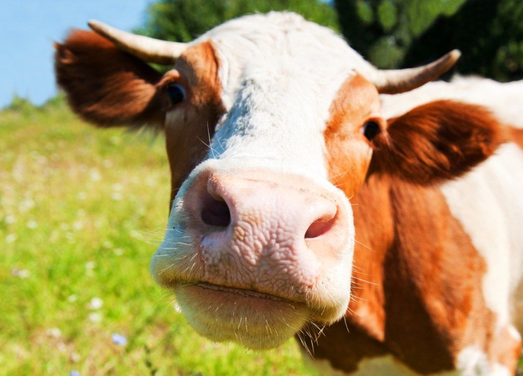 rozkošná fotka krávy zblízka k fotoaparátu, rozkošné krávy