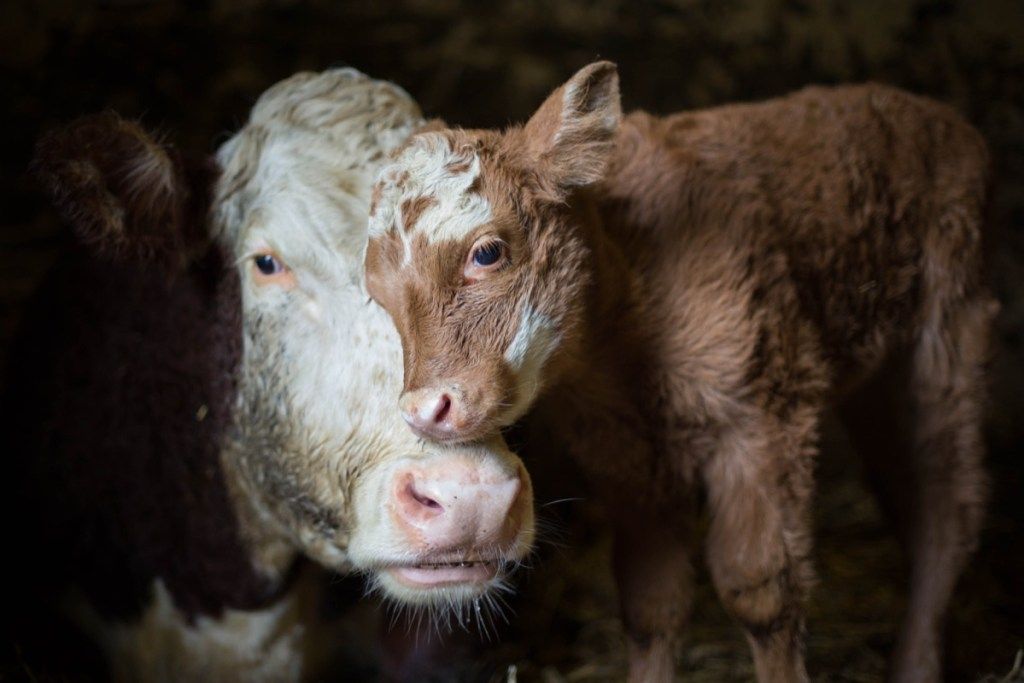 ماں کے ساتھ بچی گائے ، گائے کی تصاویر
