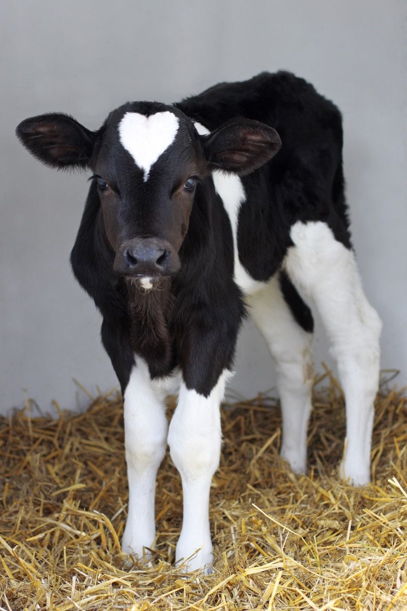 krava s srcem na glavi, fotografije krav