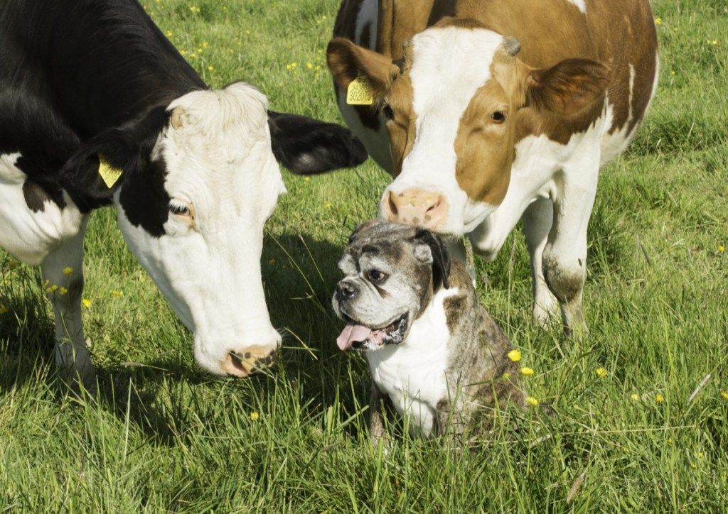 باکسر کتے کے ساتھ گائے ، گائے کی تصاویر