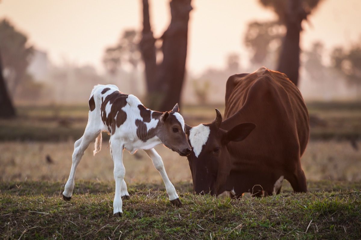 Anak sapi dan ibu bayi