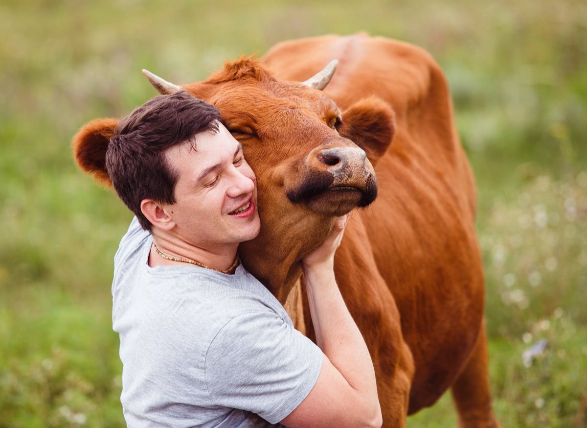 Man die koe een knuffel geeft